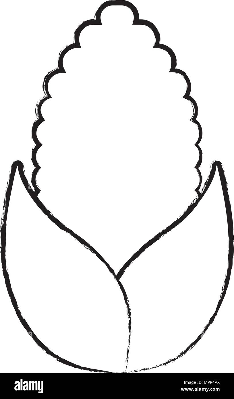 sketch of corn vegetable over white background, vector illustration Stock Vector Image & Art - Alamy for Free Printable Corn Template Printable