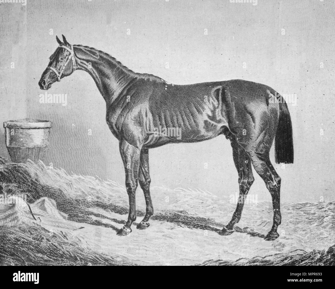 'Bay Middleton', 1833-1857, (1911). Artist: Unknown. Stock Photo
