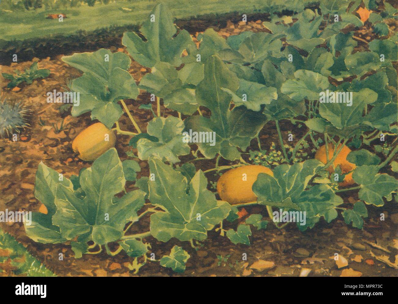 'Vegetable Marrows', 1947. Artist: JE Sowerby. Stock Photo