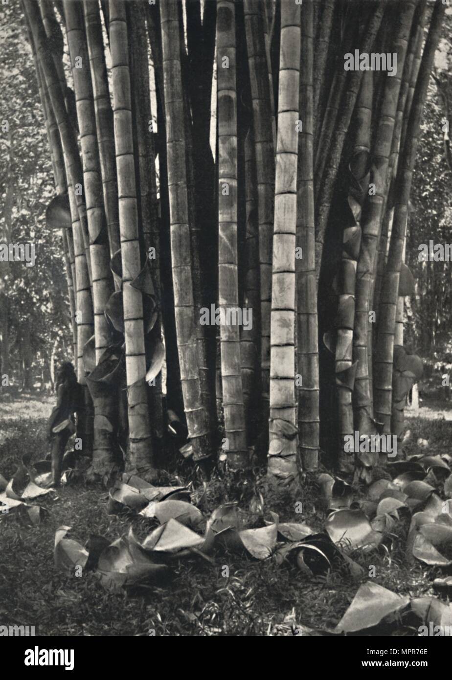 'Der untere Teil der Halme einer Pflanze des Riesenbambus in Peradeniya', 1926. Artist: Unknown. Stock Photo