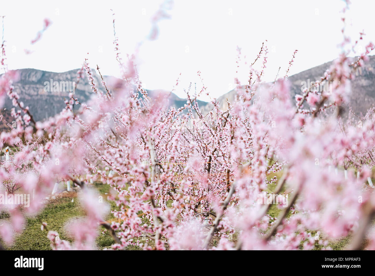 Spain, Lleida, Cherry blossoms Stock Photo