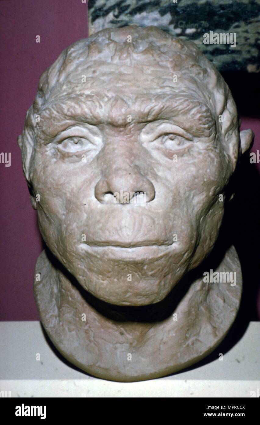 Peking man hires stock photography and images Alamy