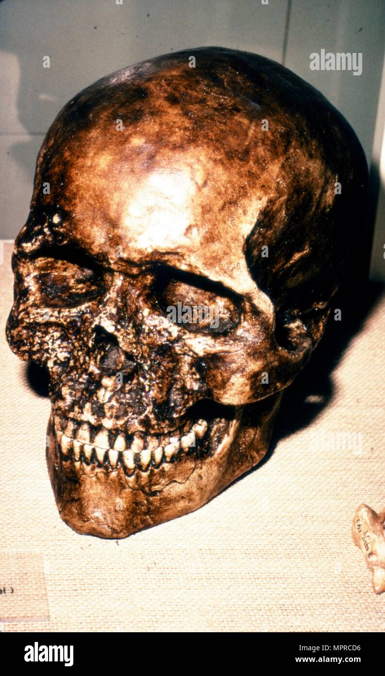 Reconstructed Skull of Cromagnon Man, c20th century. Artist: Unknown. Stock Photo