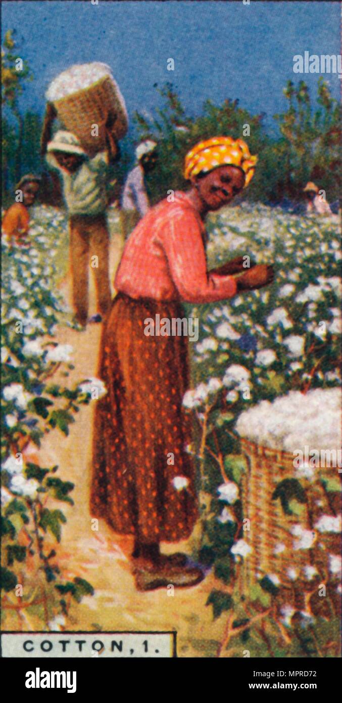 Hand Picking Cotton Hi-res Stock Photography And Images - Alamy