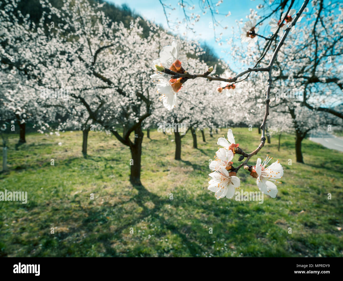 Austria, Wachau, Apricot blossoms Stock Photo