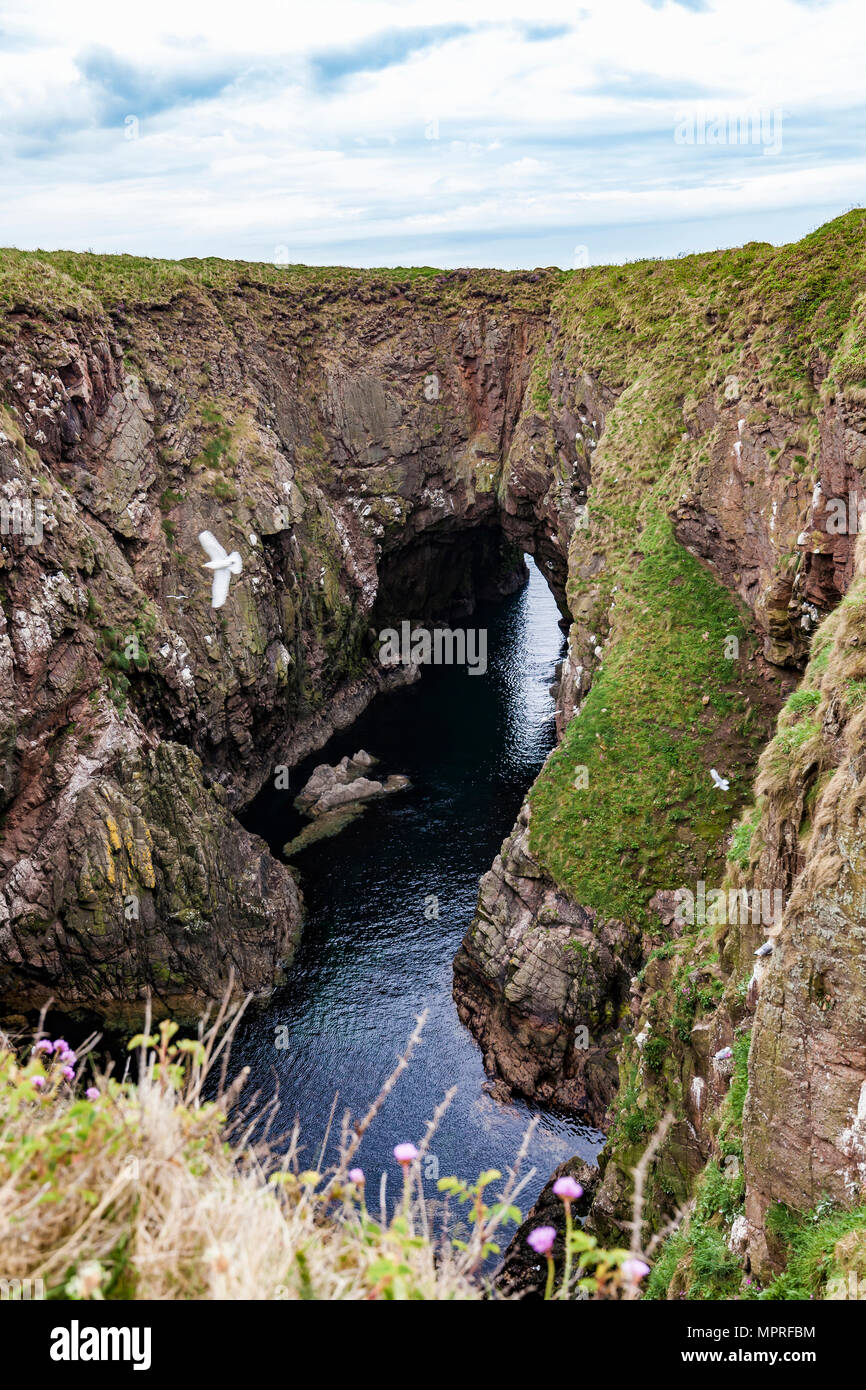 Scotland, Aberdeenshire, Bullers of Buchan, Collapsed sea cave Stock Photo