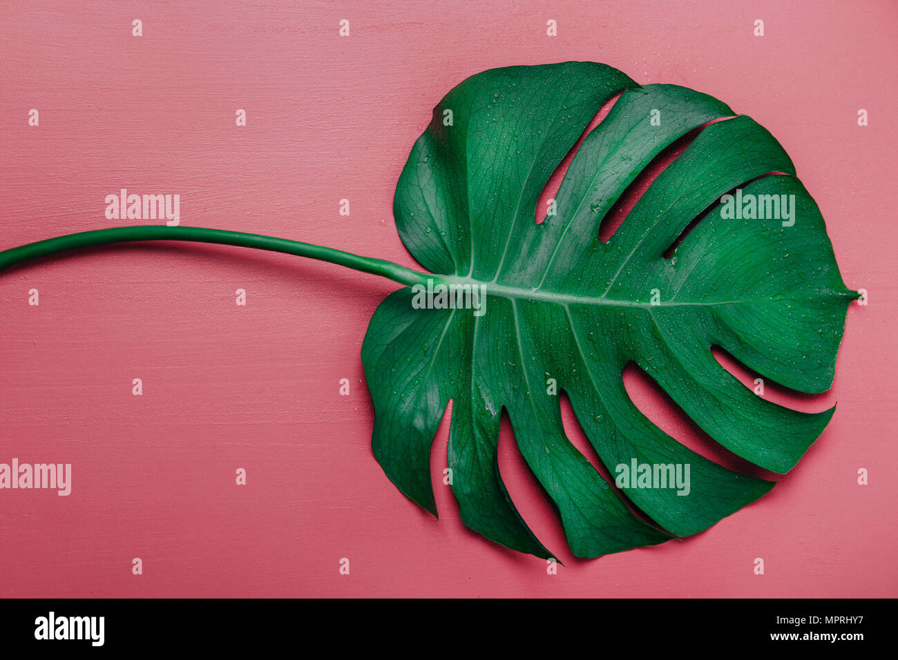 Monstera leaf on pink background, Monstera deliciosa Stock Photo