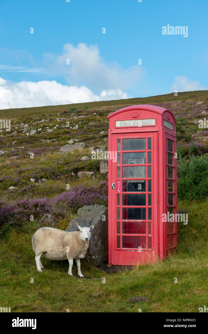 United Kingdom, Scotland, Highland, telephone booth and sheep Stock Photo
