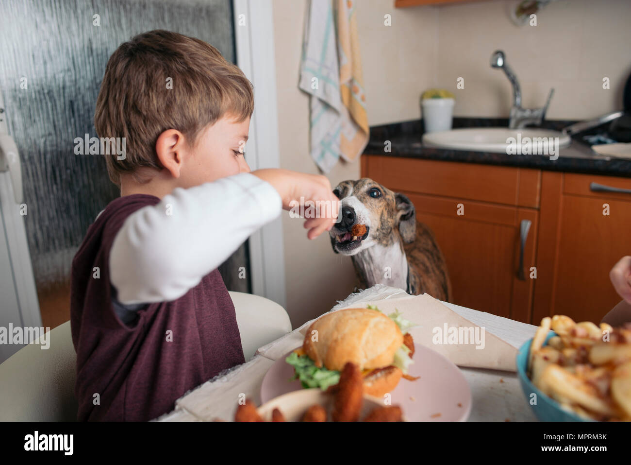 Boy feeding dog at dining table at home Stock Photo Alamy