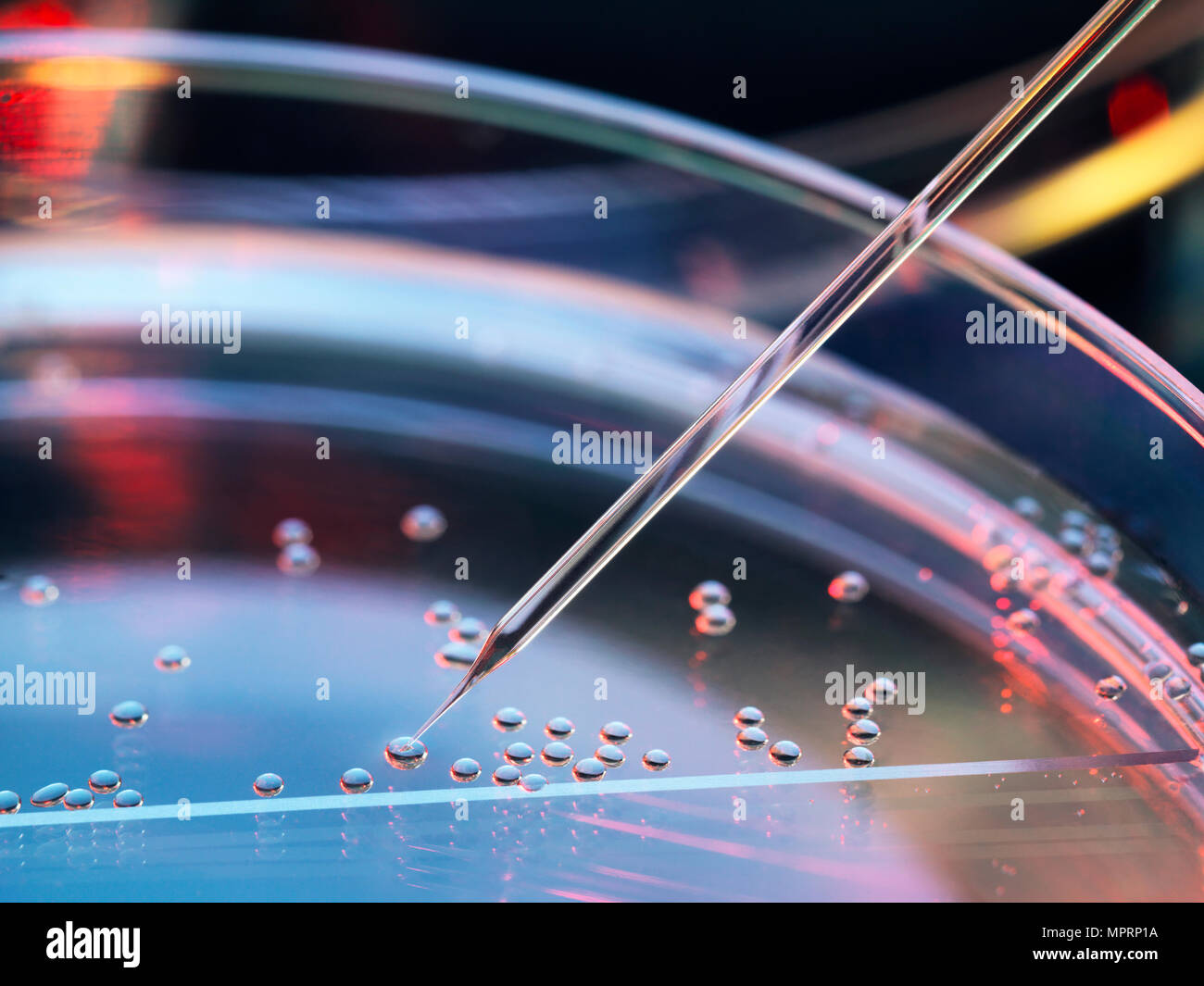 Stem cell research, nuclear transfer being carried out on several embryonic stem cells for cloning Stock Photo