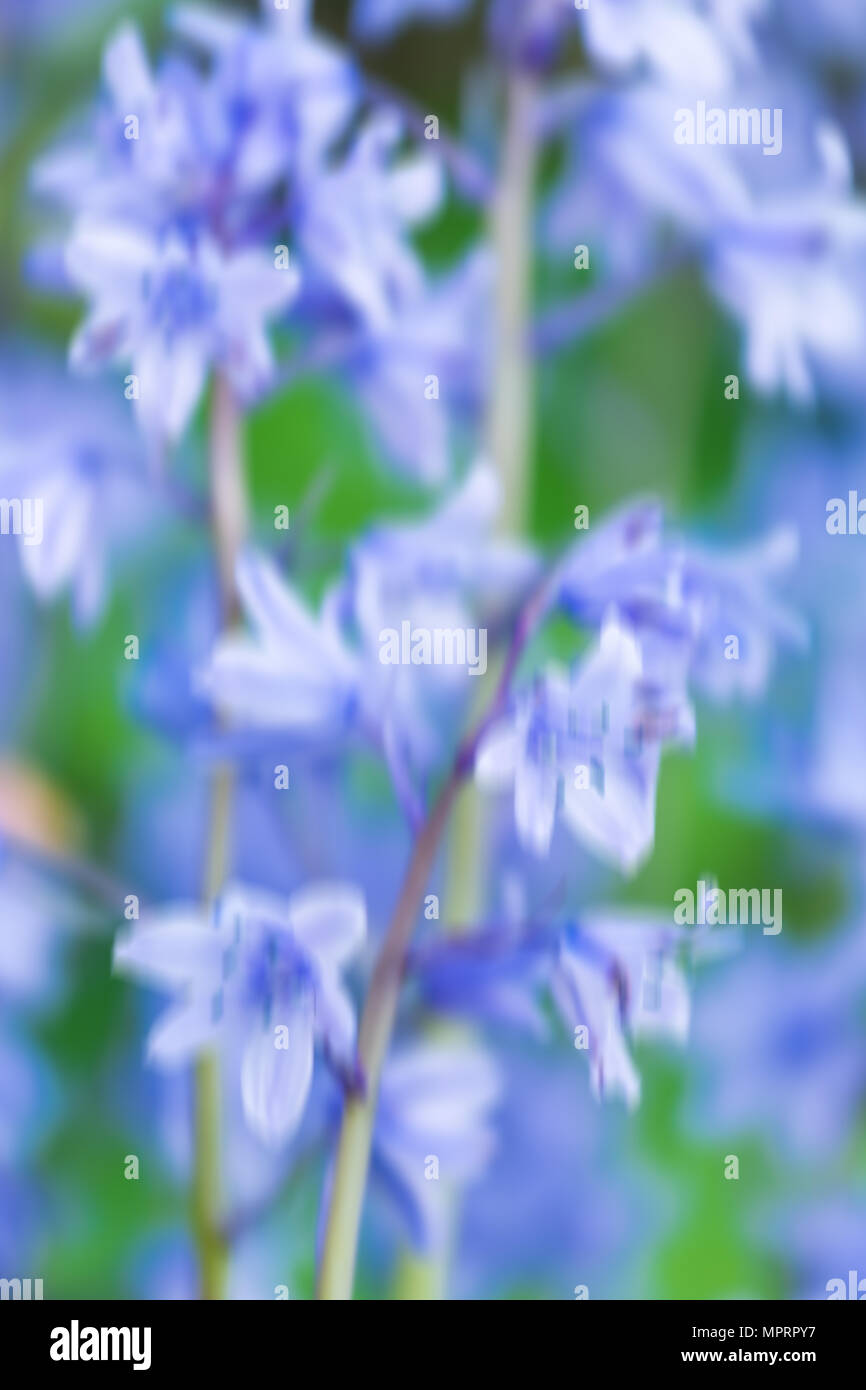 May springtime photographs hi-res stock photography and images - Alamy