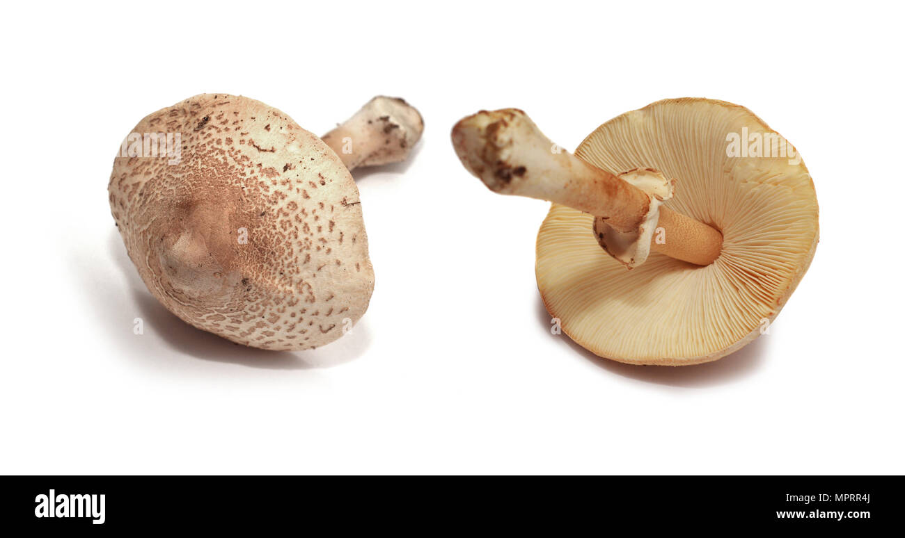 amanita rubescens mushroom, the blusher isolated on white Stock Photo
