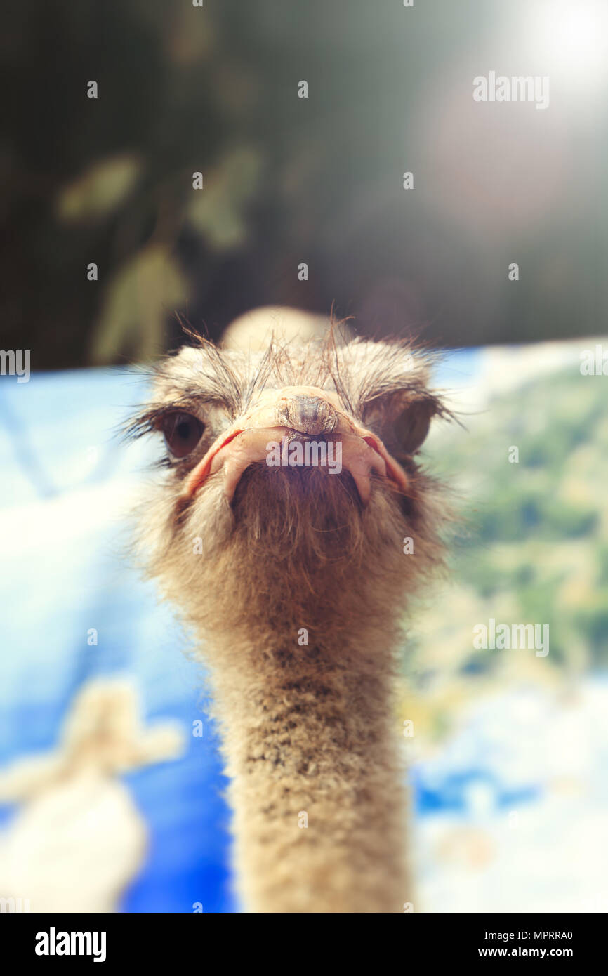 Detail of the head of an ostrich Stock Photo