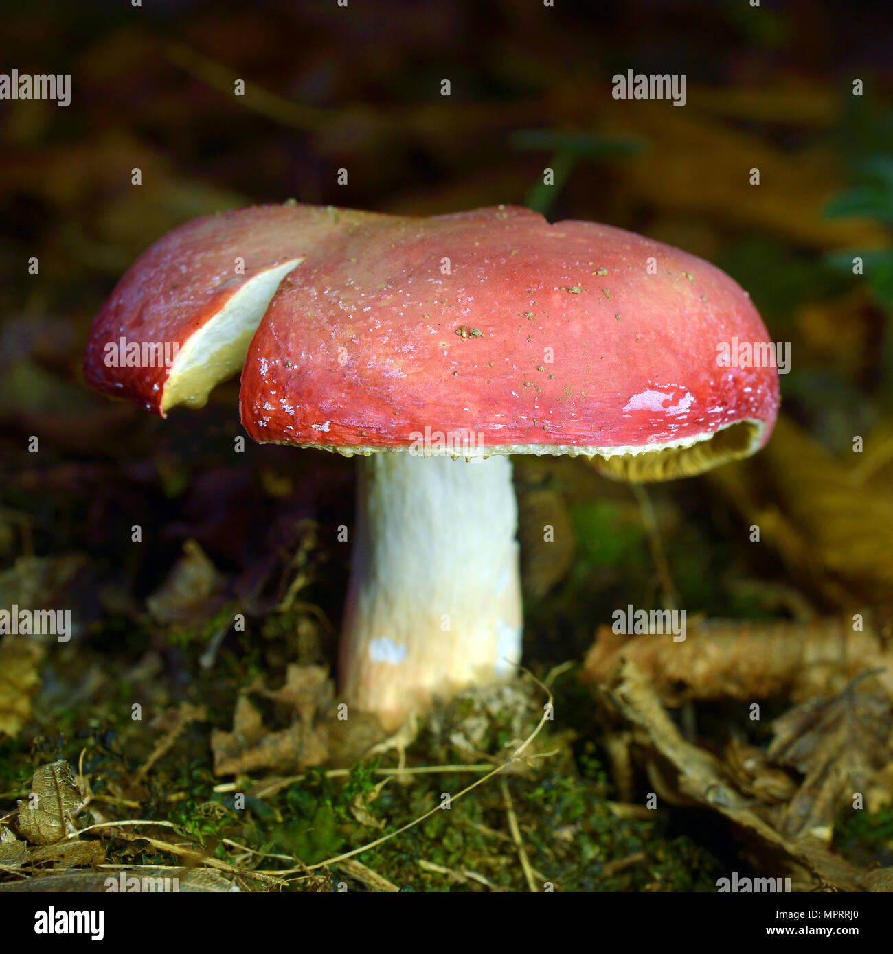 russula rosea mushroom, the rosy brittlegill Stock Photo