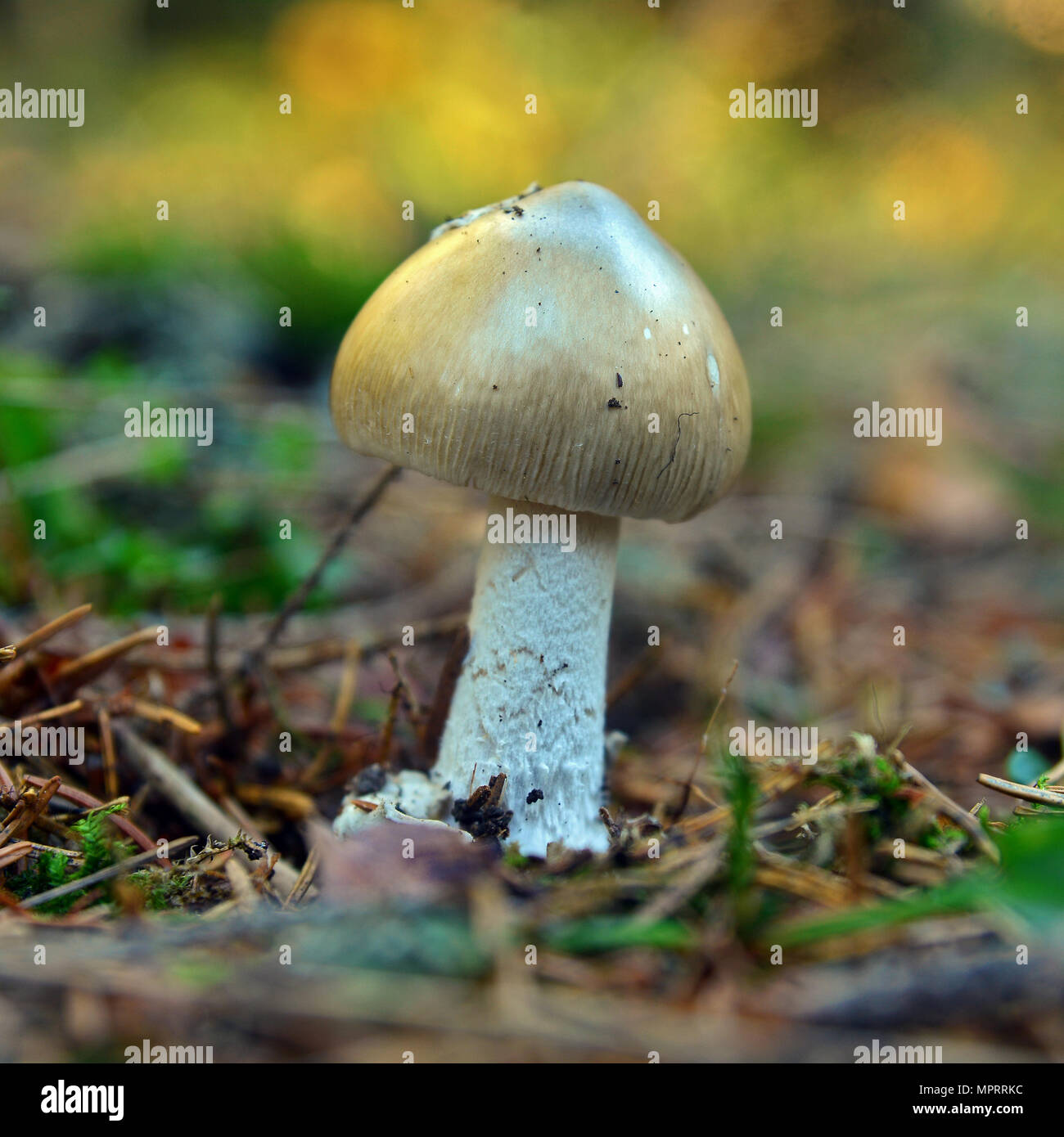 edible amanita vaginata mushroom in the forest, the grisette Stock