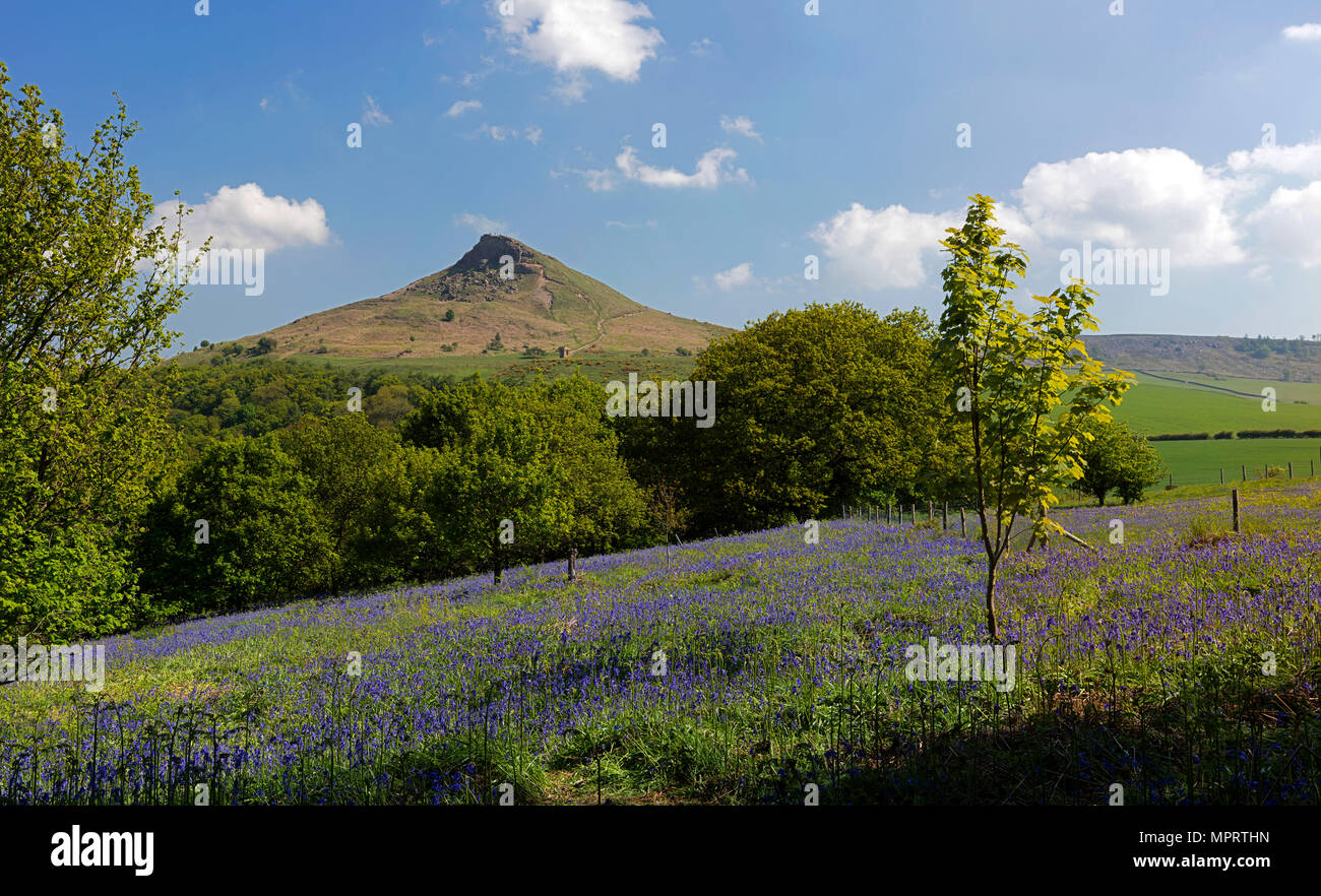 Bluebells in Spring at Roseberry Topping near Great Ayton, North York Moors National Park, North Yorkshire, England, united Kingdom Stock Photo