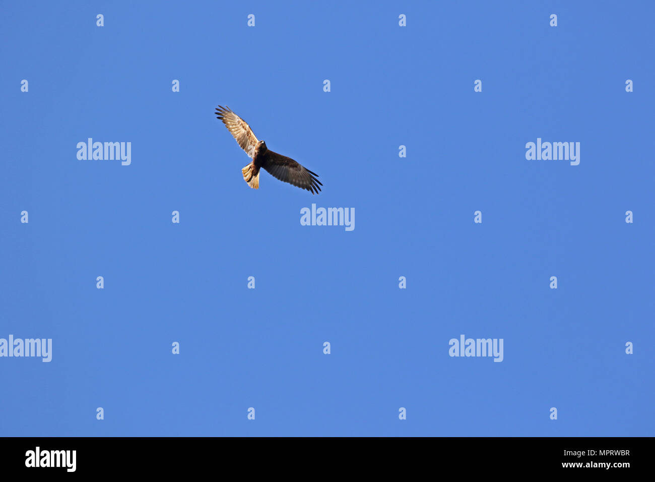 female hen harrier bird flying in spring in Italy in spring Latin name circus cyaneus could be confused with a montagu's harrier ci Stock Photo