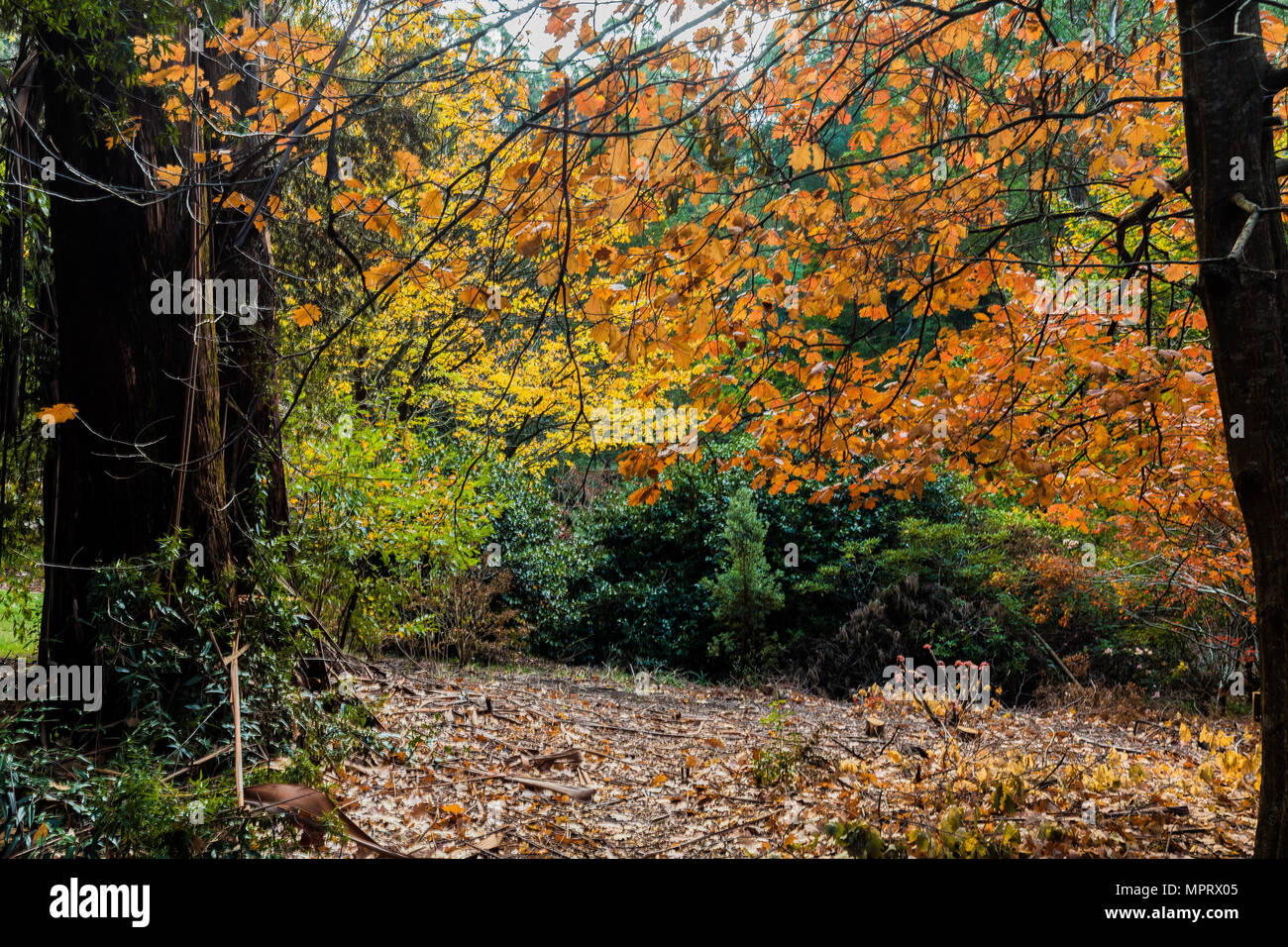 Carpet of leaves on Mount Dandenong Stock Photo Alamy