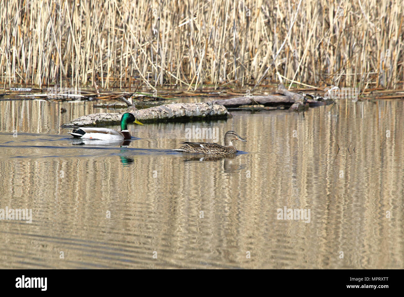 pair of mallards male and female ducks Latin name Anas platyrhynchos family anatidae swimming in the Colfiorito nature reserve in Italy Stock Photo