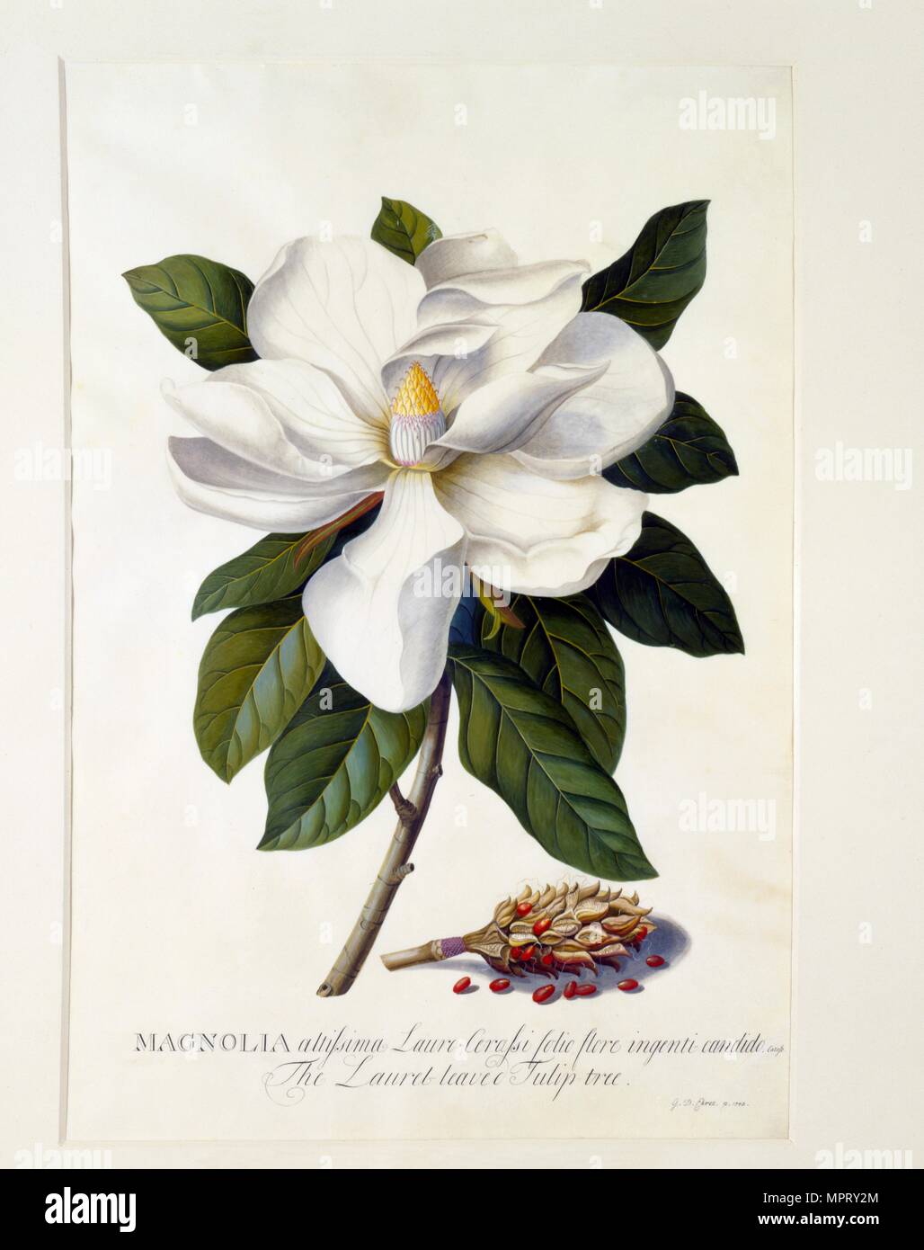 Magnolia Grandiflora, c. 1743 (hand coloured engraving). Creator: 'Georg Dionysius Ehret (1710 - 70); Ehret, Georg Dionysius (1710-1770)'. Stock Photo