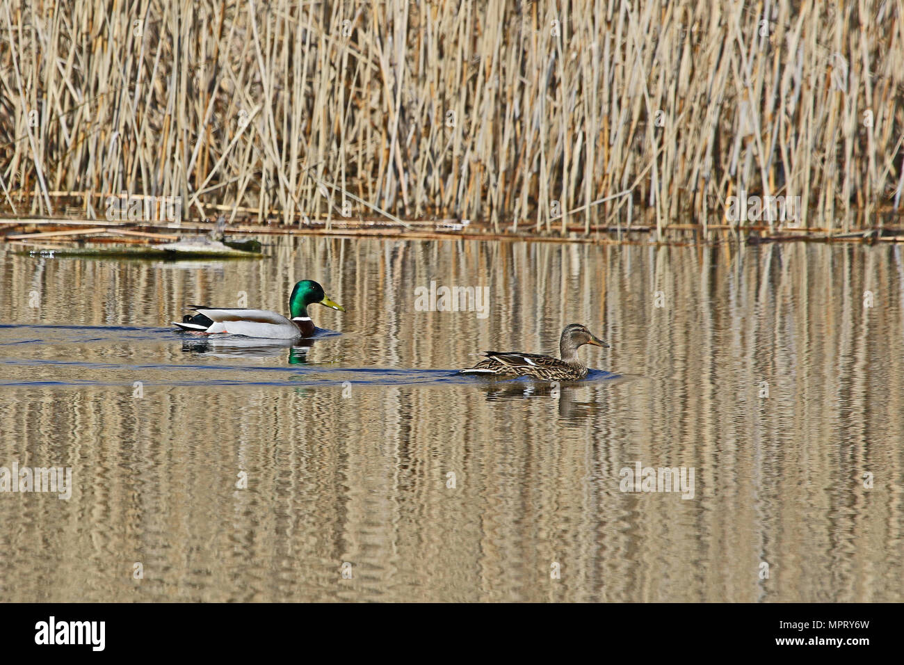 pair of mallards male and female ducks Latin name Anas platyrhynchos family anatidae swimming in the Colfiorito nature reserve in Italy Stock Photo