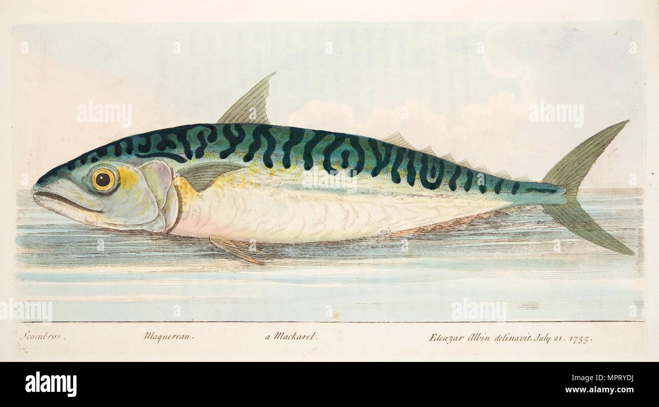 The Mackerel, from A Treatise on Fish and Fish-ponds, pub. 1832 (hand coloured engraving) Stock Photo