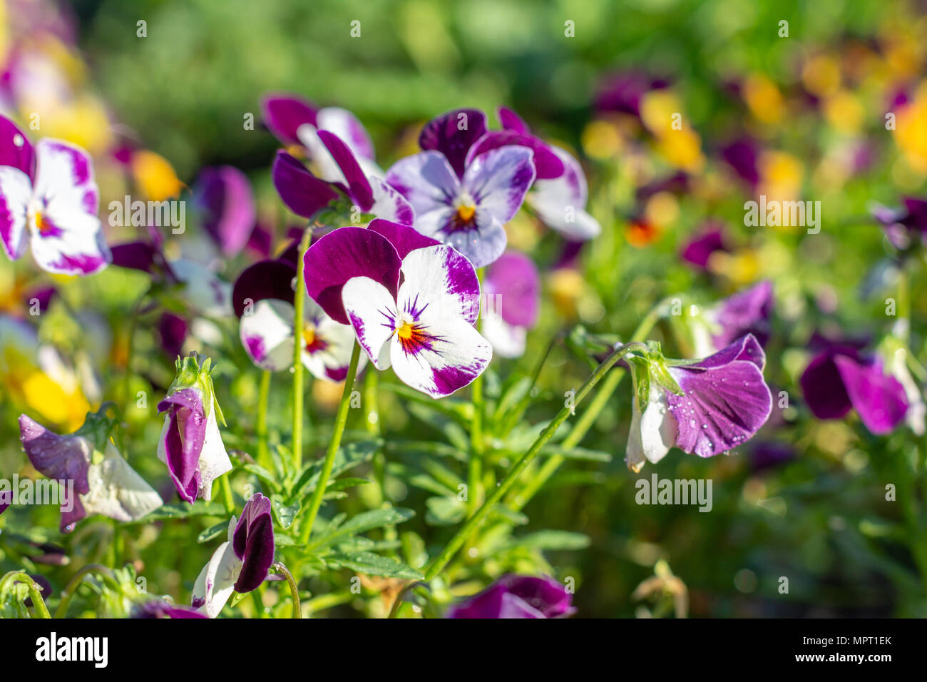 a pansy bed in different beautiful colors Stock Photo