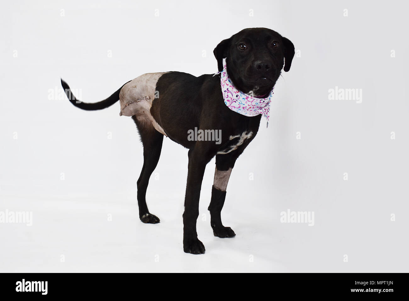 Why Does My Dog Run On 3 Legs