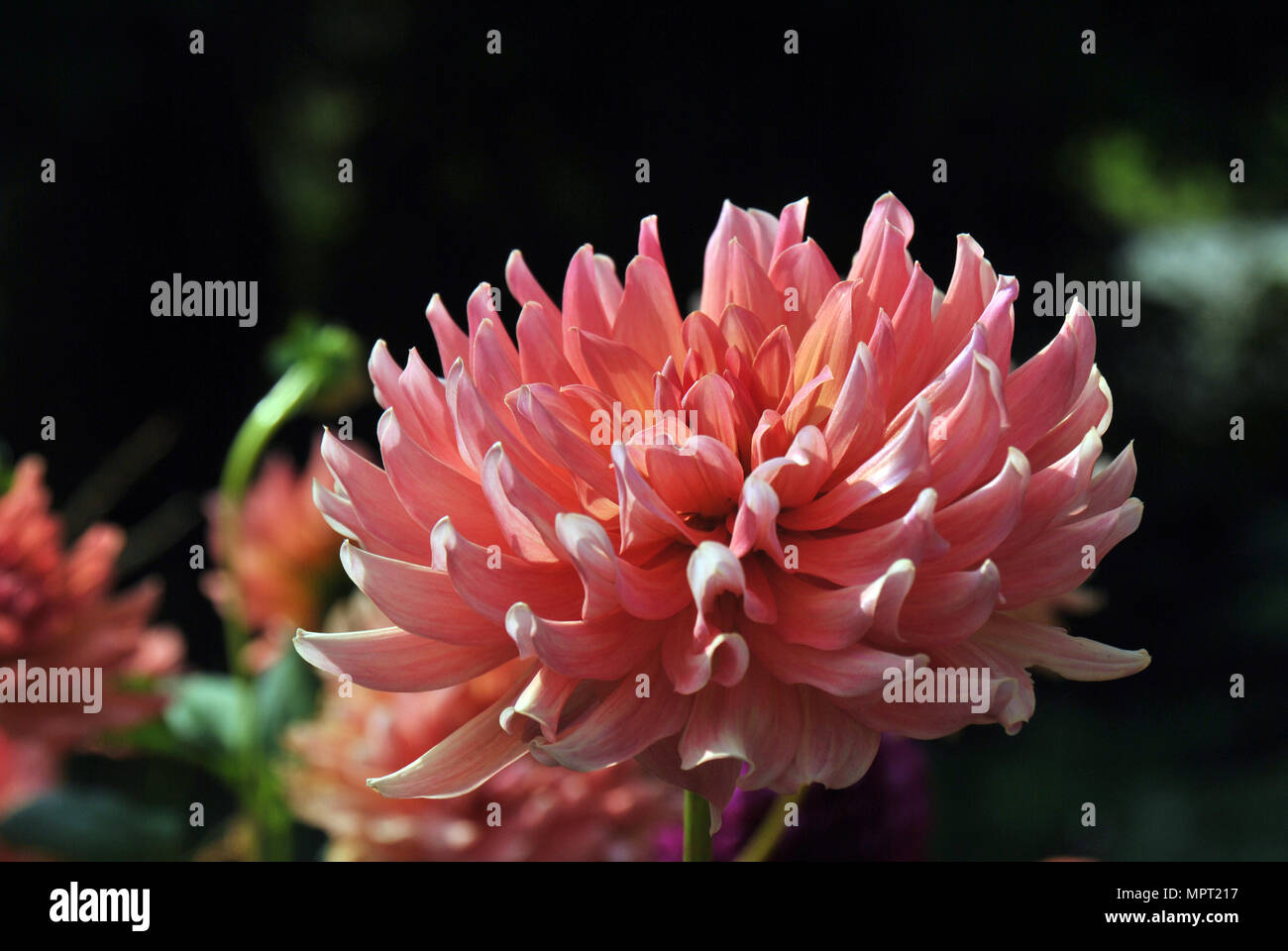 Beautiful pink dahlia in the sun Stock Photo - Alamy