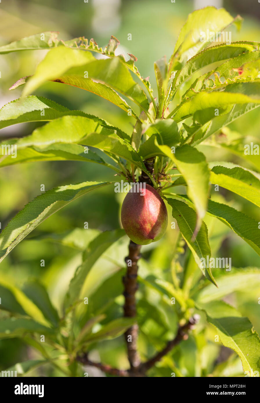 Nectarine tree hires stock photography and images Alamy