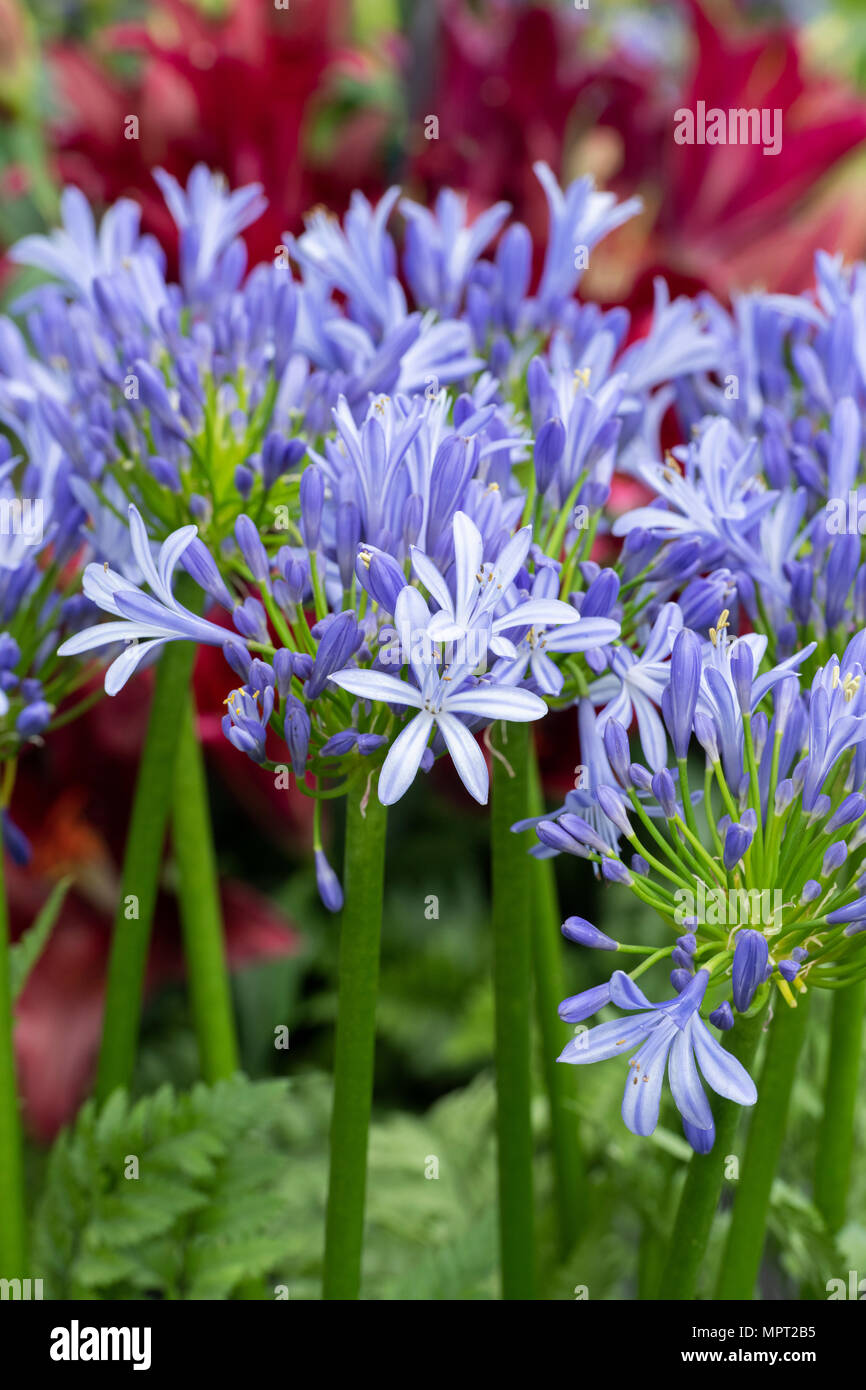 Agapanthus ‘Dr Brouwer'. African blue lily Stock Photo