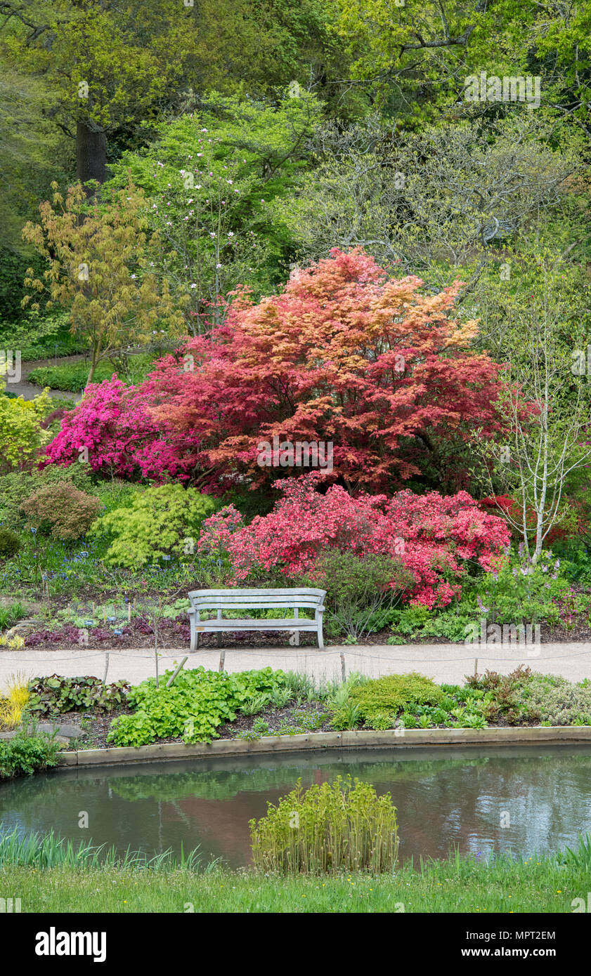 RHS Wisley gardens in May. Surrey, UK Stock Photo