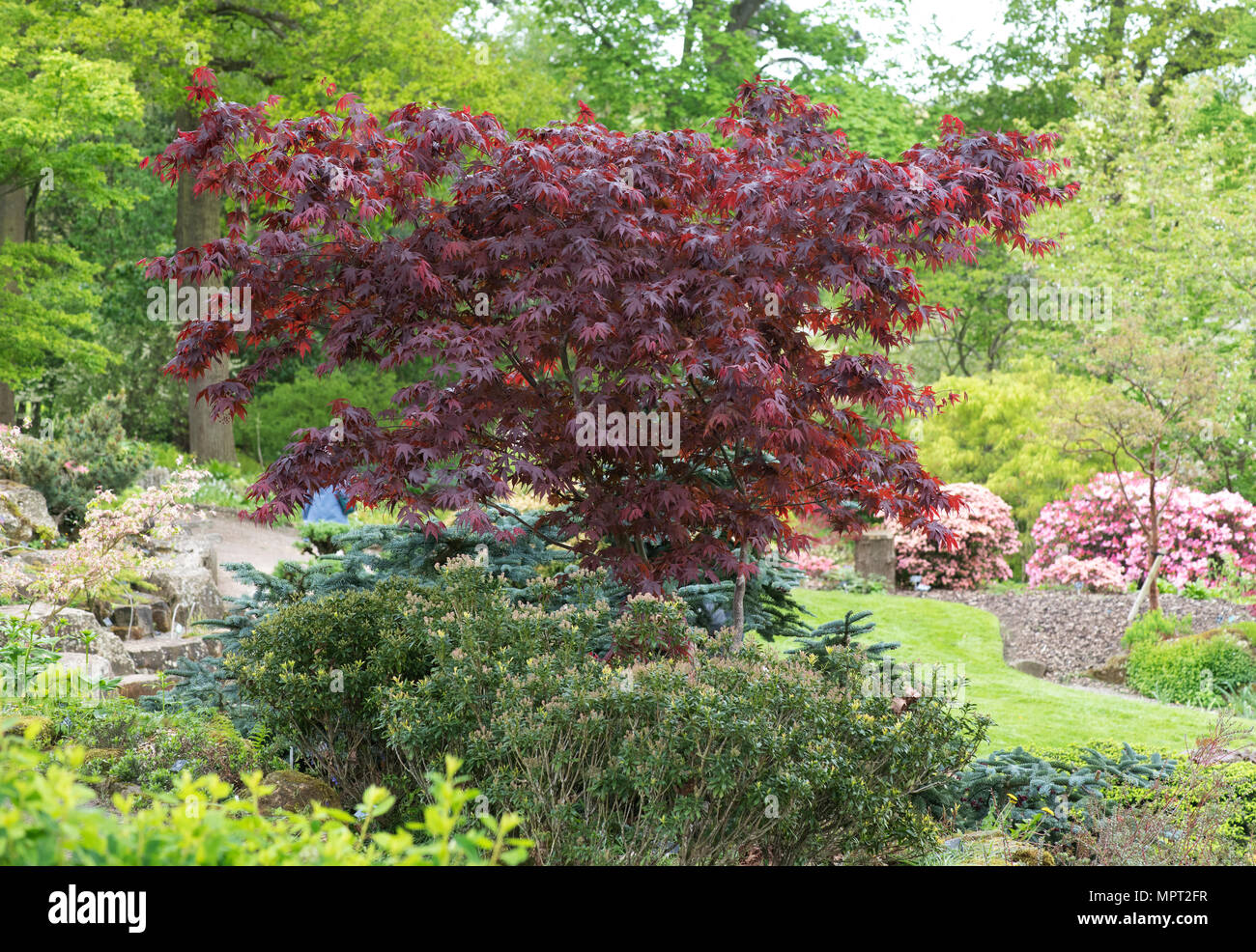 Rockery garden at RHS Wisley in May. Surrey, UK Stock Photo