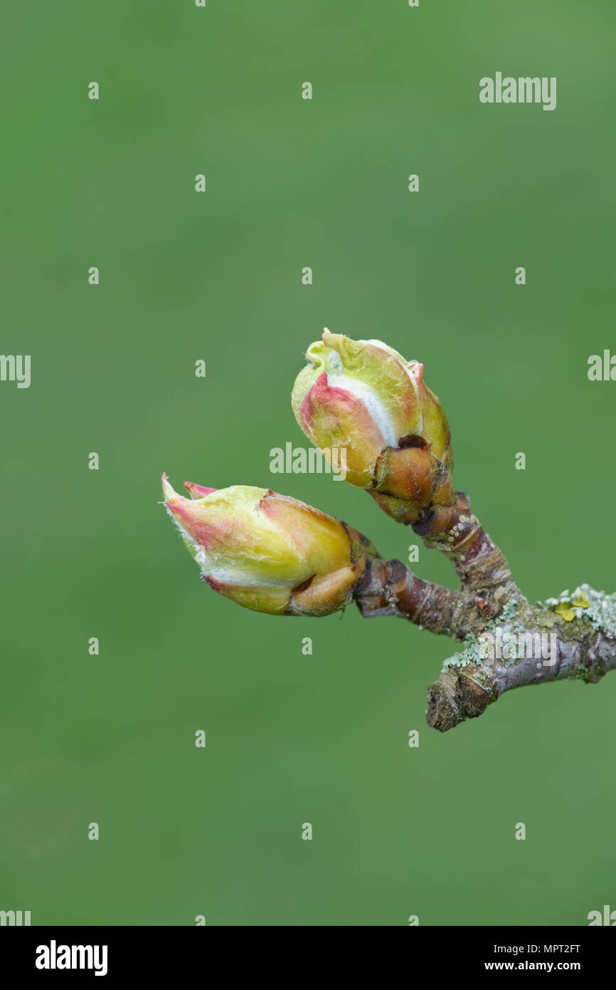 Sorbus thibetica 'John Mitchell’. Tibetan Whitebeam tree buds in spring Stock Photo