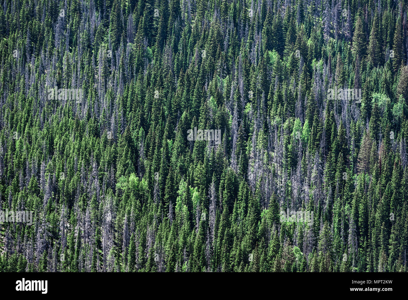 Dense stand of mountainside trees, Rocky Mountain National Park, Colorado, USA. Stock Photo