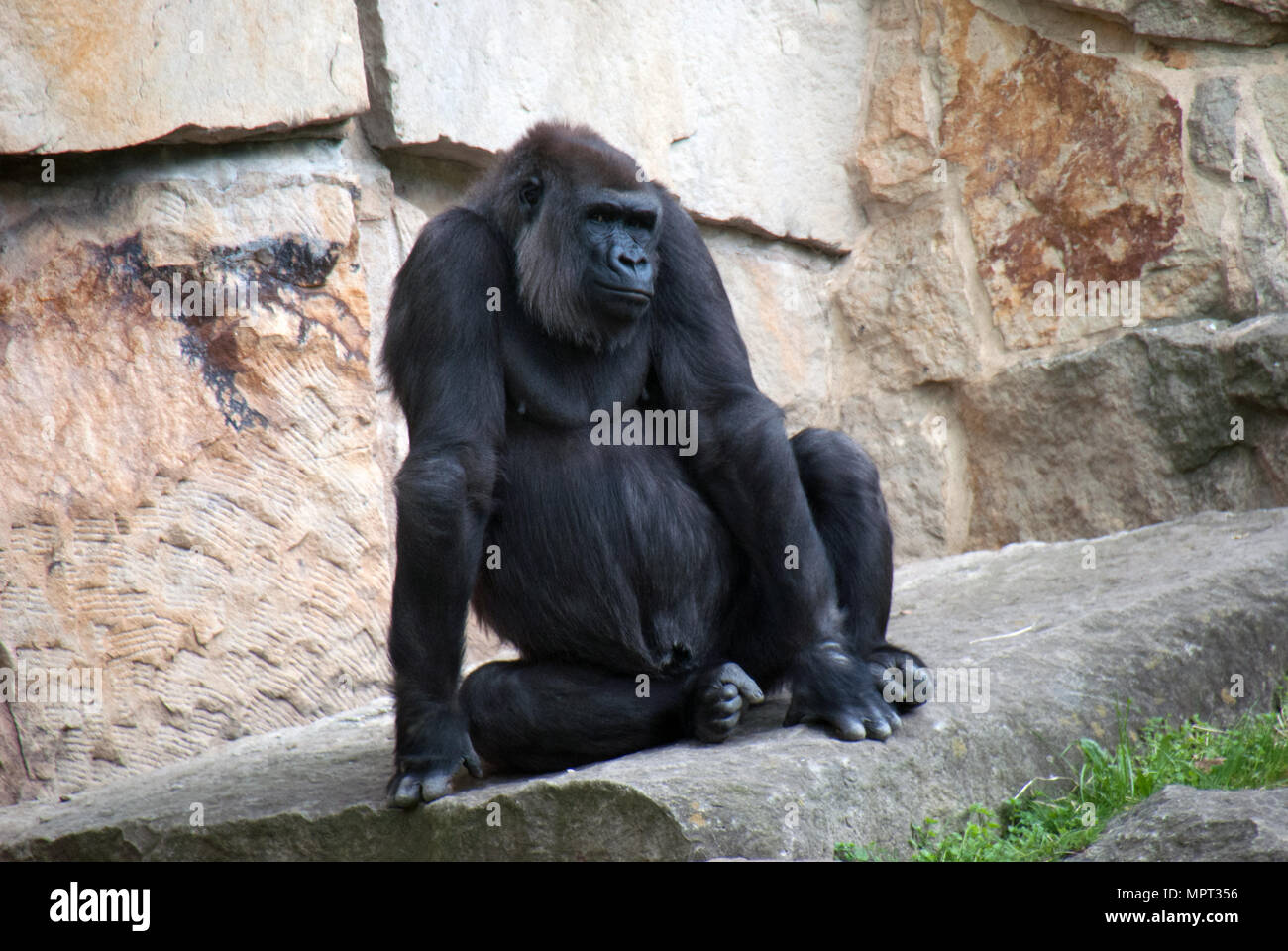 Gorilla posing for the camera looking really cool Stock Photo Alamy