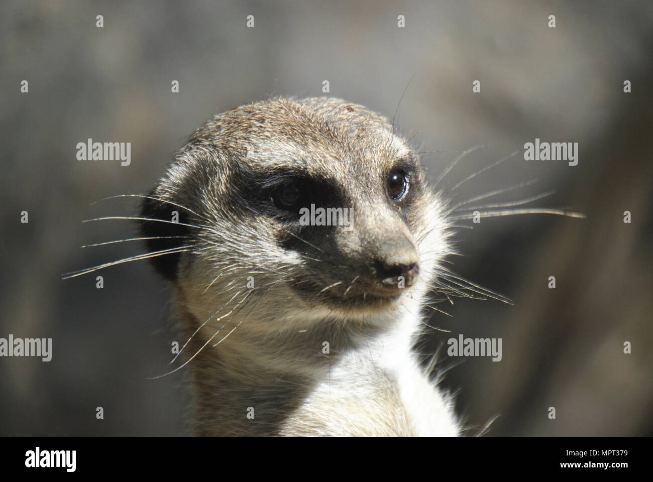 Meerkat looking out for danger Stock Photo