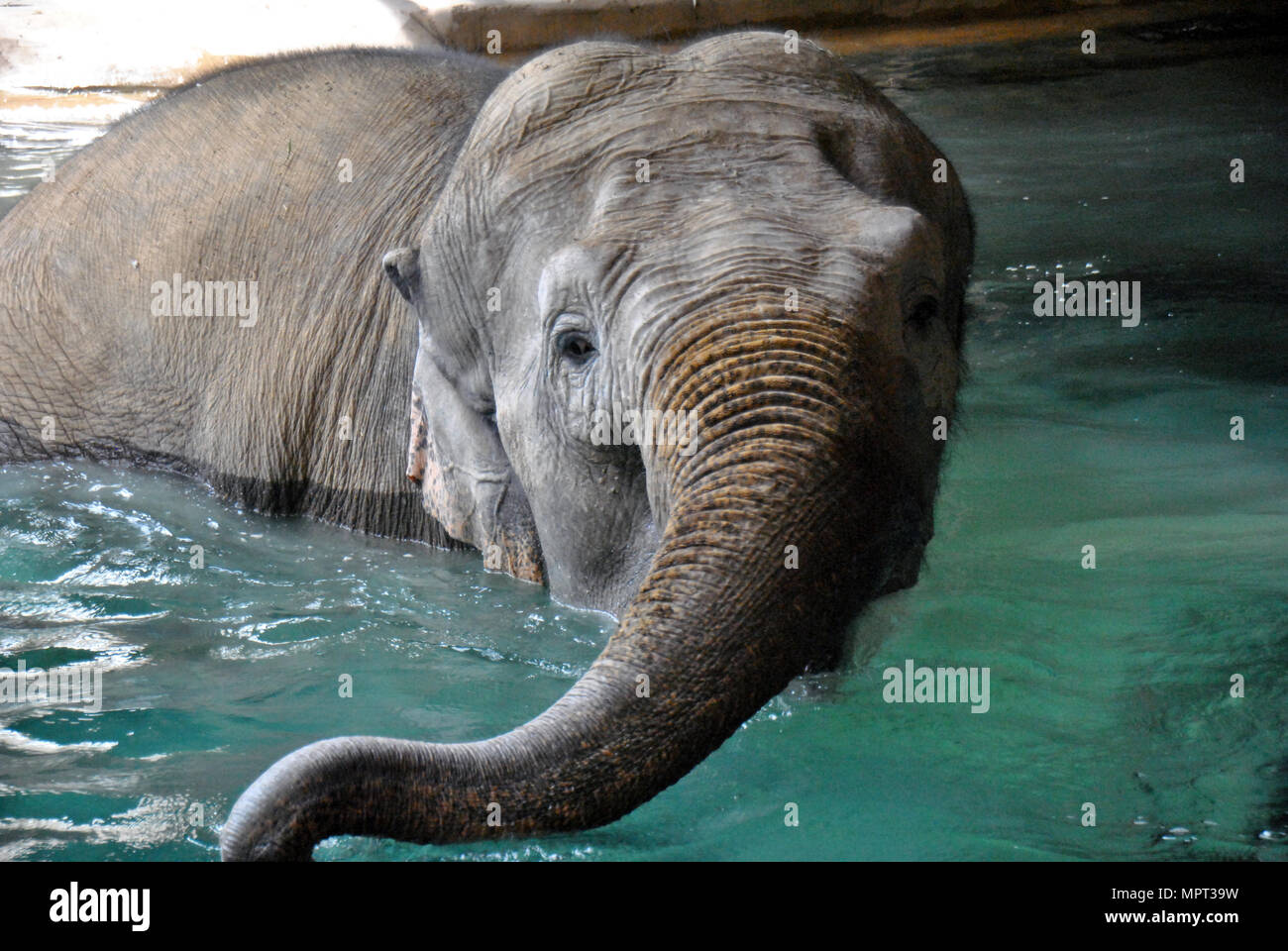 Indian elephant enjoying a bath Stock Photo