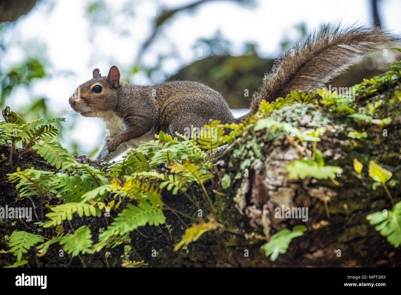 Eastern gray squirrel on a fern covered oak tree limb at Lighthouse Park on Anastasia Island in St. Augustine, Florida. (USA) Stock Photo