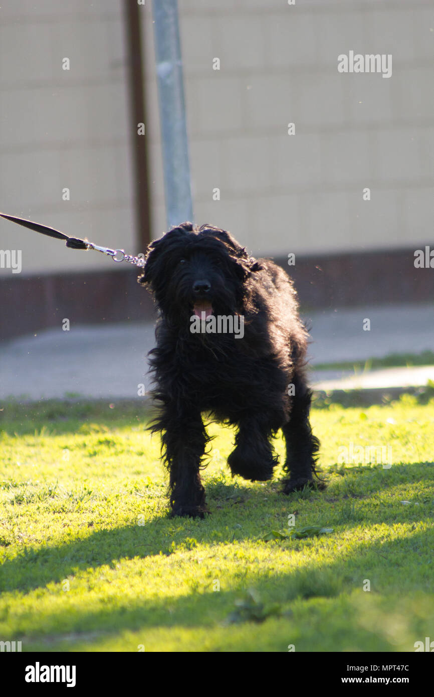 full black dog