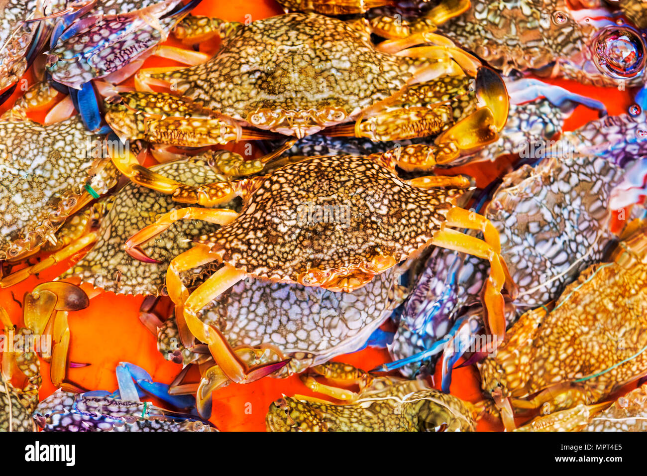 Image showcasing Crabs in water tank hi-res stock photography and images - Alamy
