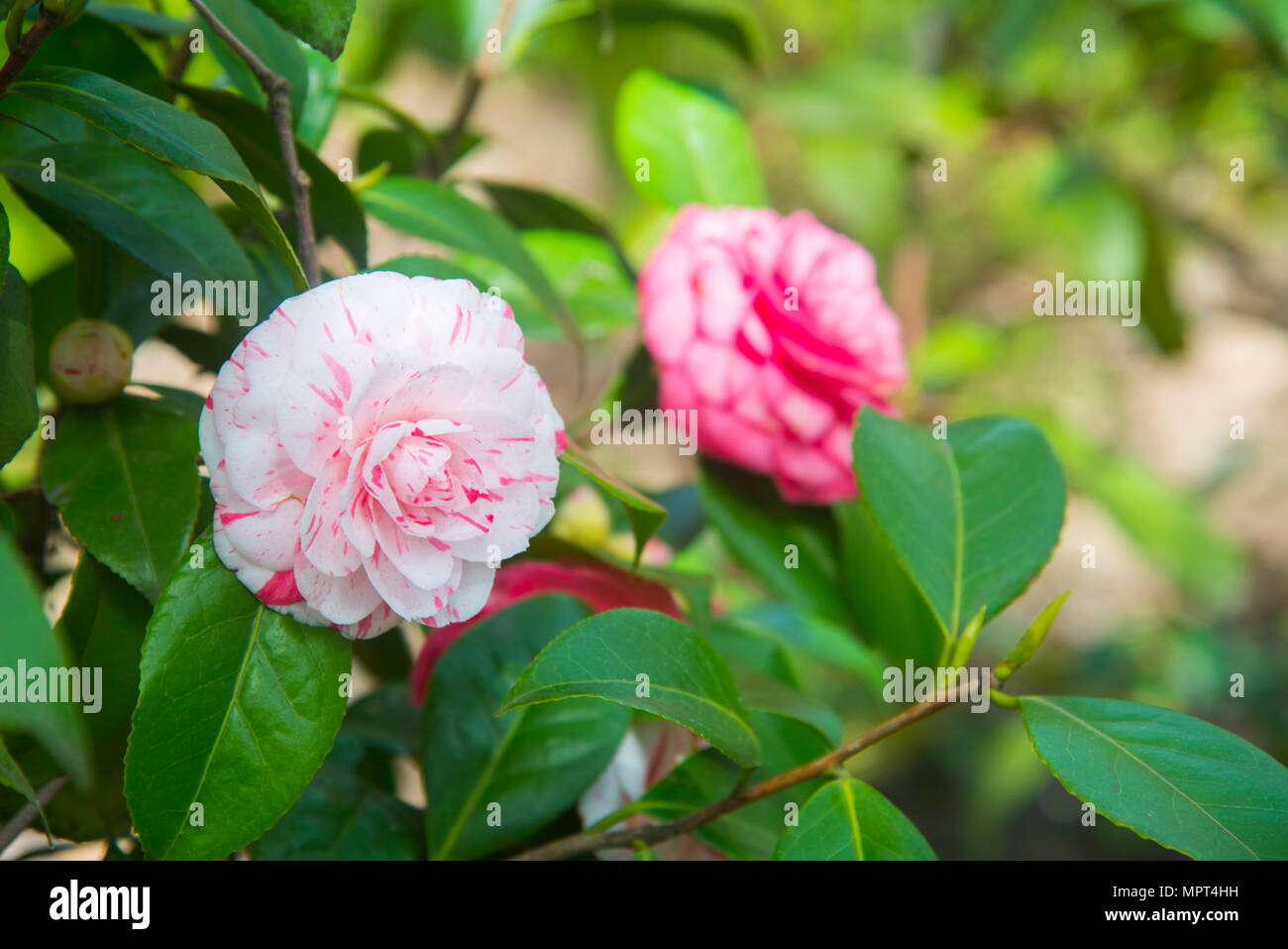 Two camellia flowers. Stock Photo
