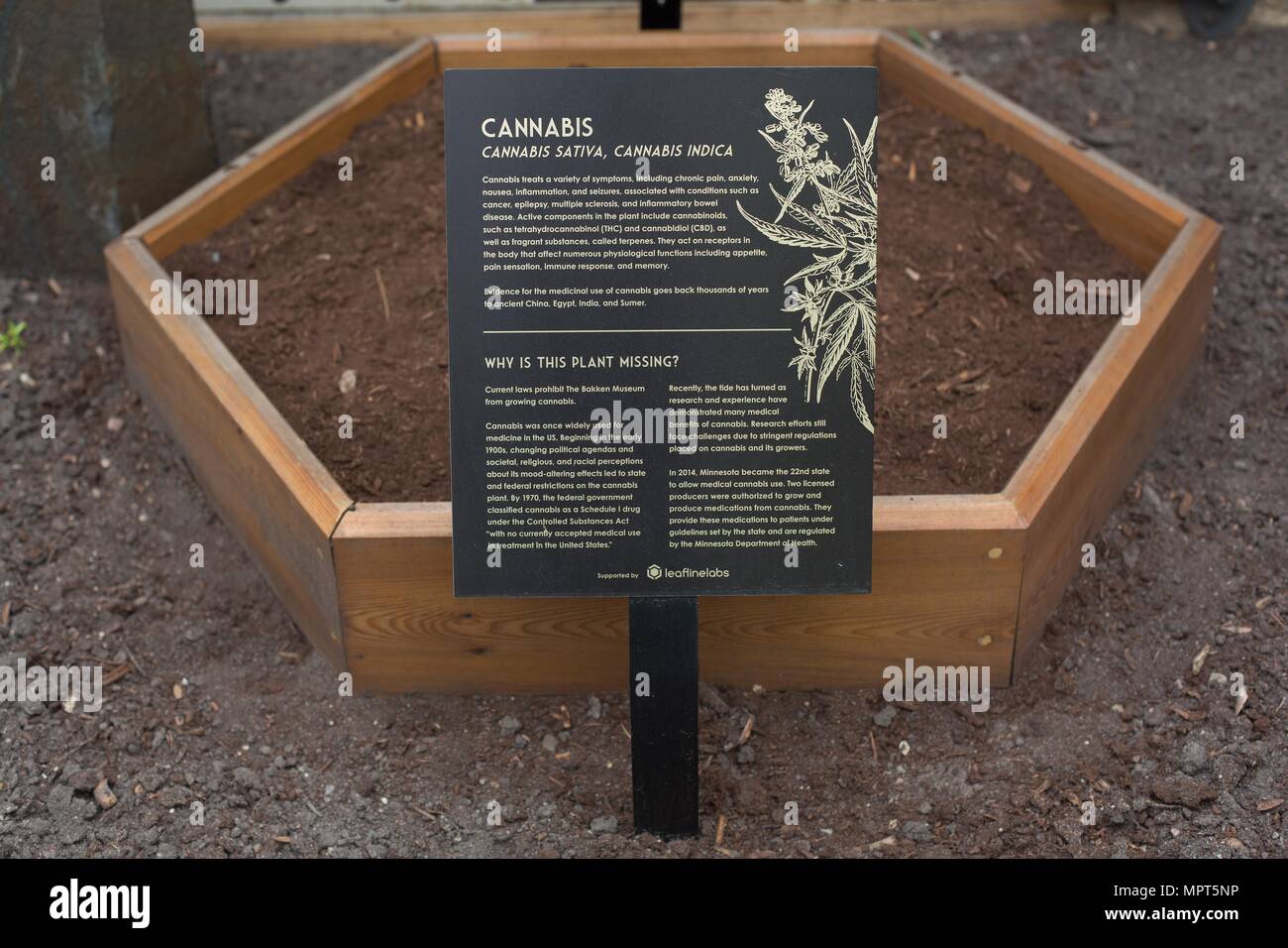 An empty Cannabis planter at The Florence Bakken Medicinal Garden, at the Bakken Museum in Minneapolis, Minnesota, USA. Stock Photo