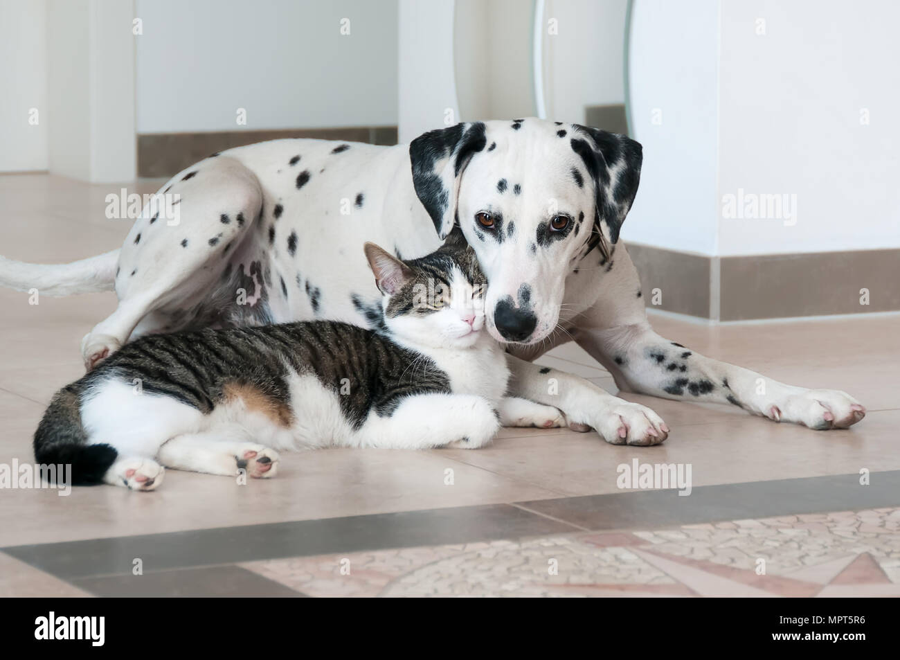 A cute tabby cat and a Dalmatian dog lying side by side and huggle together, they love one another, a close friendship between the dog and the kitty Stock Photo