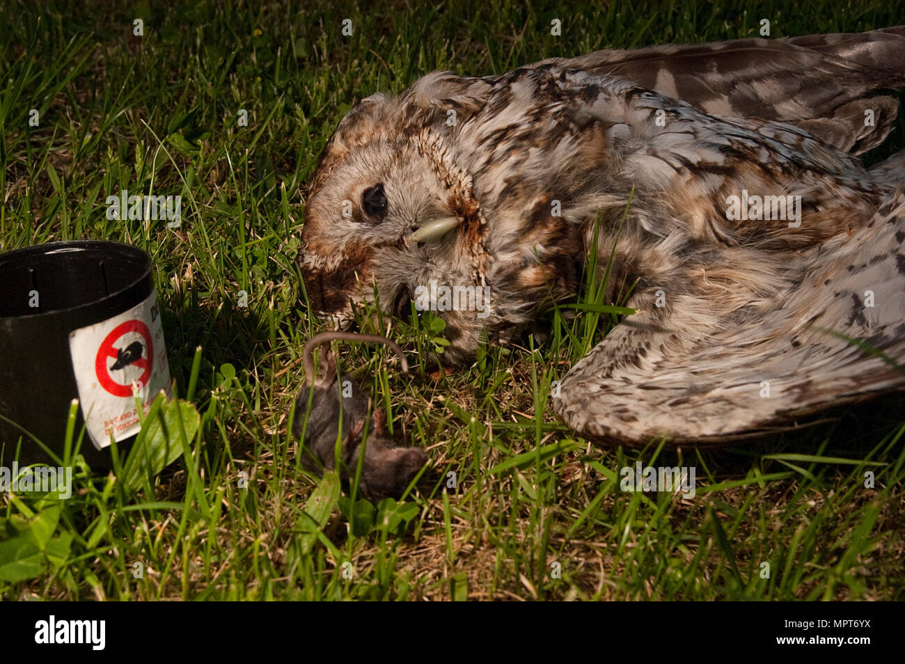 Owl poisoned by rat poison. Eurasian Tawny Owl, Strix aluco Stock Photo