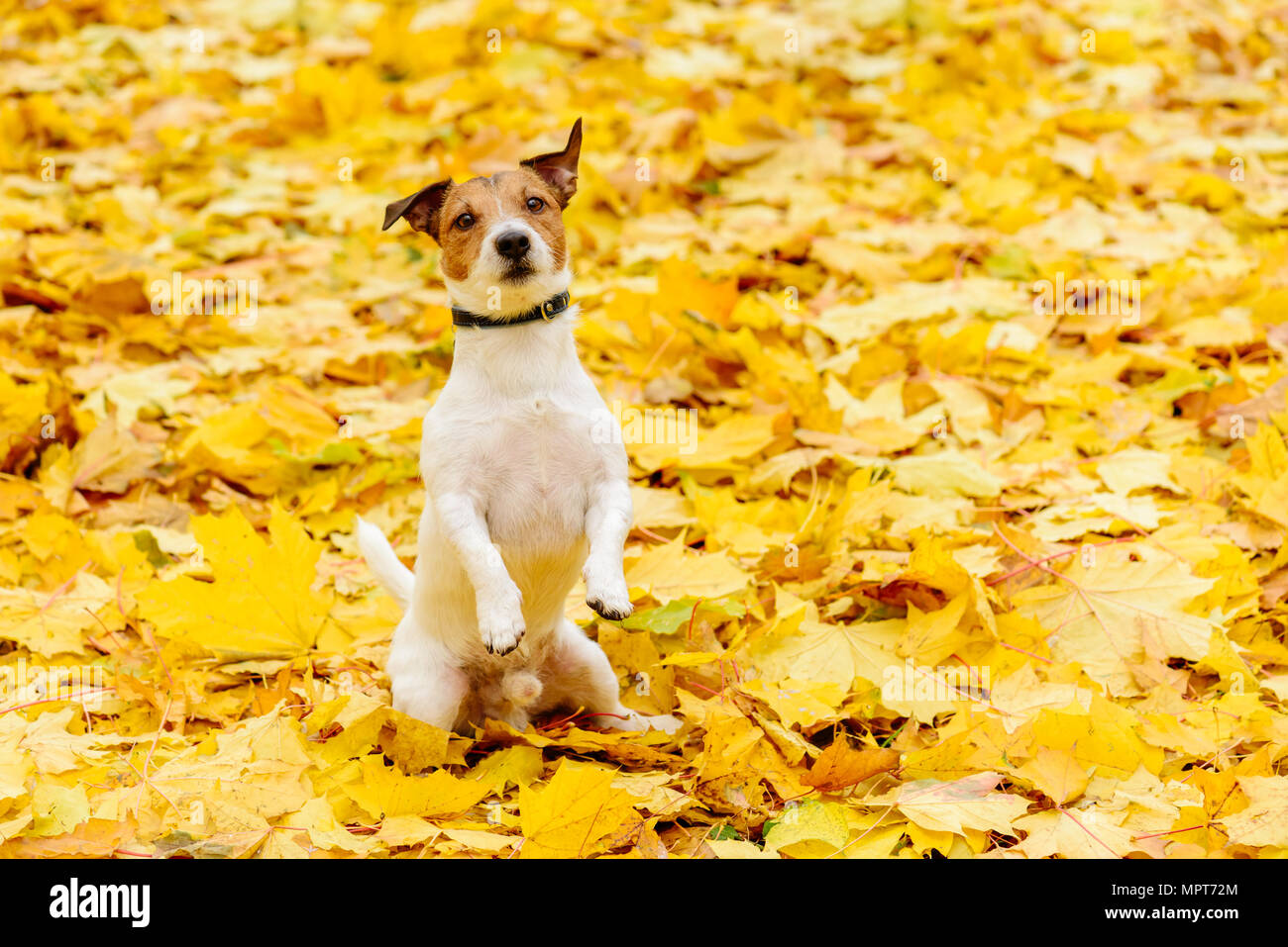 Dog sitting on hind legs in begging pose on yellow carpet of fallen autumn leaves Stock Photo