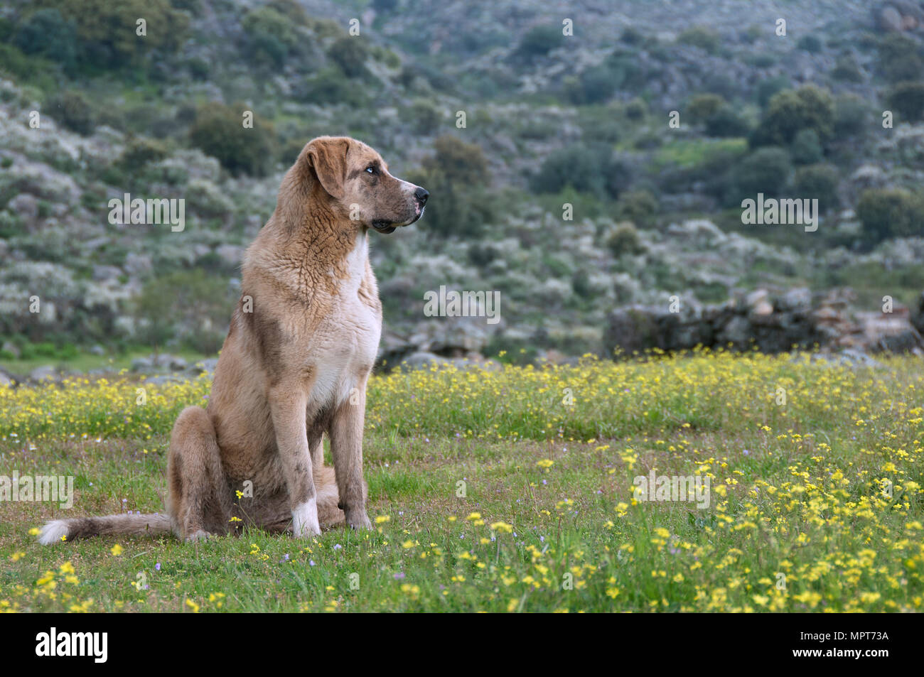 Spanish sheepdog hires stock photography and images Alamy
