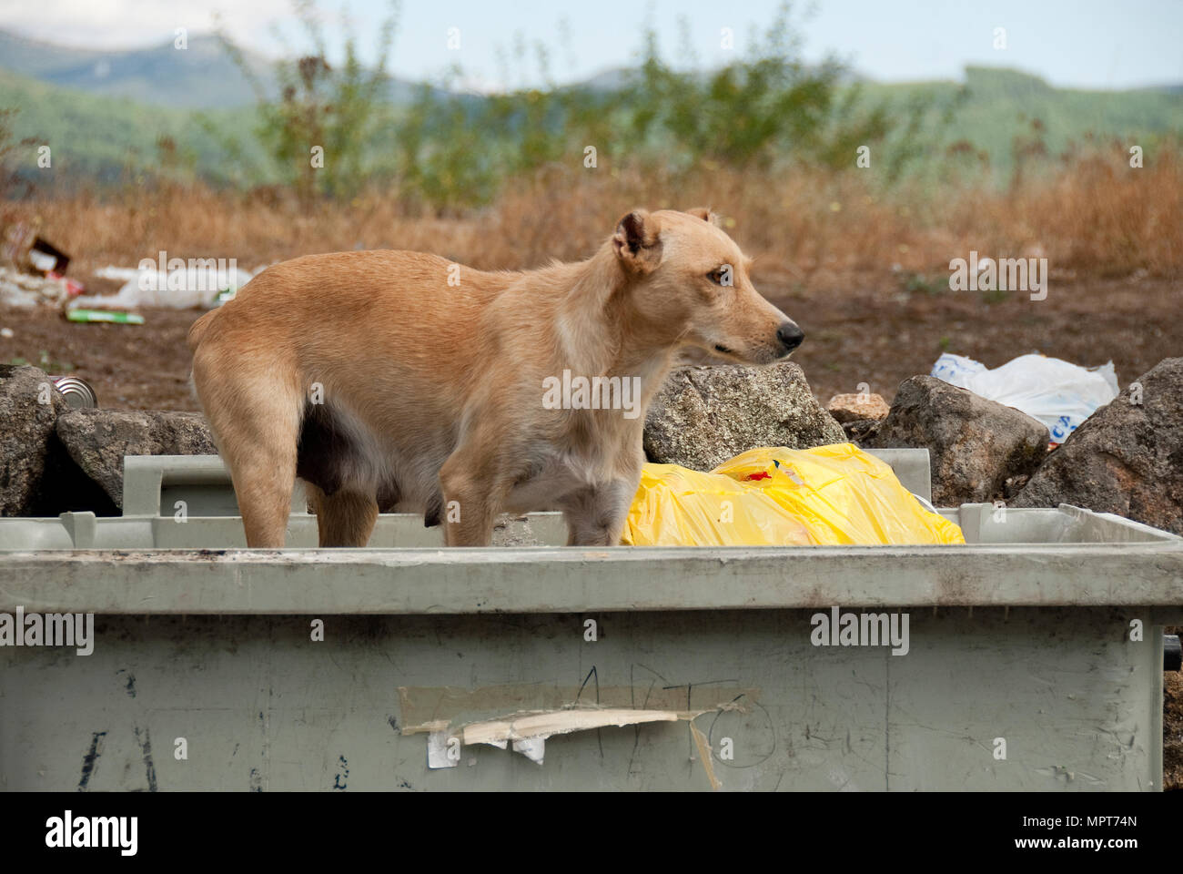 Stray dog looking for food in a dumpster Stock Photo