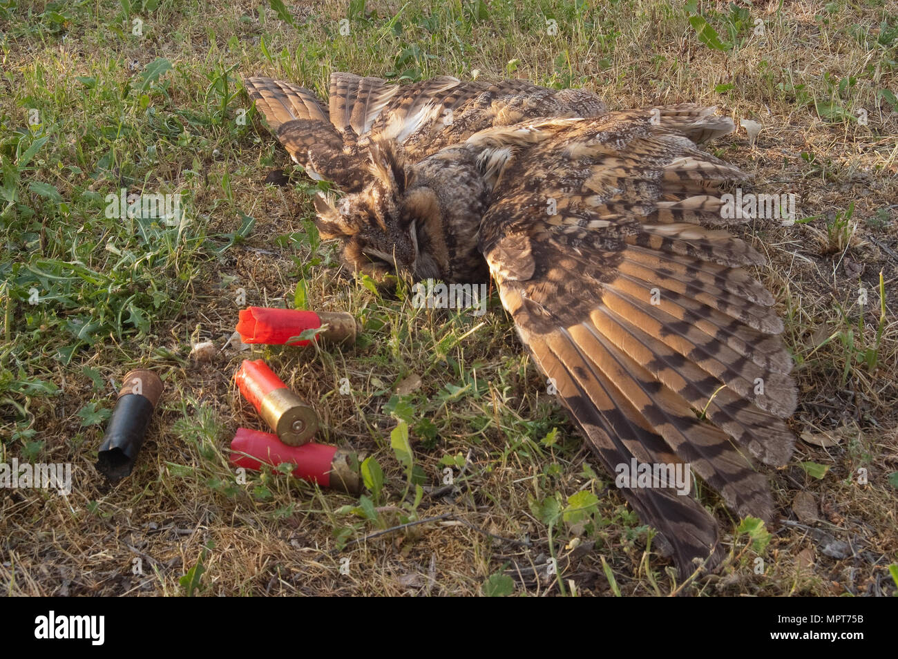 Wild european long-eared owl, Asio otus, killed by shotgun shots Stock Photo