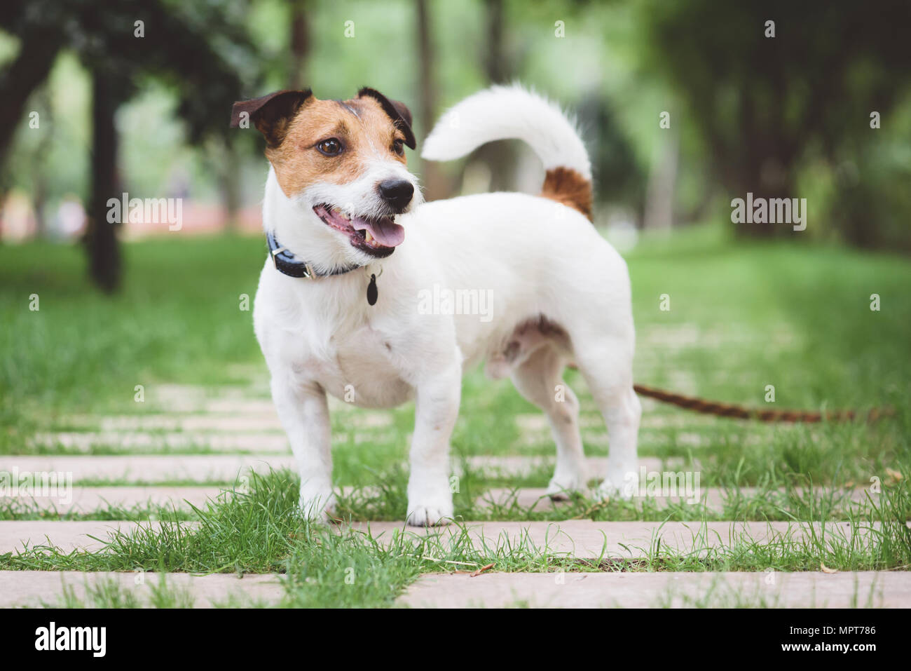 jack russell free